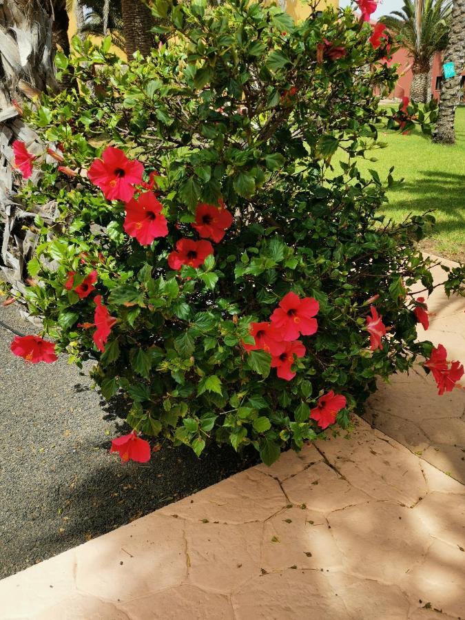 Appartamento Spagnolo Oasis Tamarindo Corralejo Bagian luar foto
